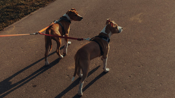 Reap the Rewards: The Benefits of a Double Dog Leash