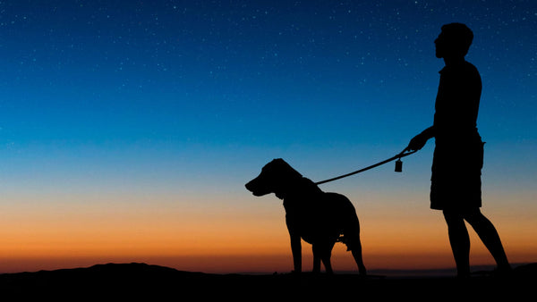 Picture of Safety Tips for Nighttime Dog Walks: The Right Gear Makes a Difference ...