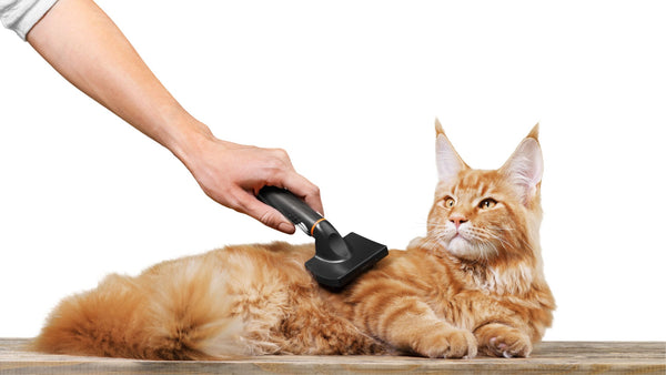 Pet Brushing Techniques: How to Groom Your Pet Like a Pro