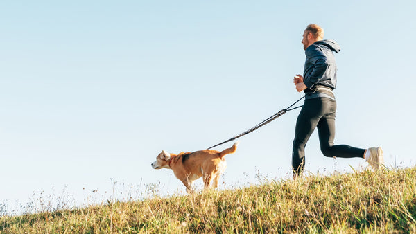 Benefits of Canine Sports on Dog’s Health