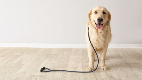 Top Features to Look for in a Hands-Free Dog Leash