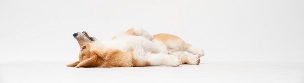 dog play dead, dog tricks, corgi
