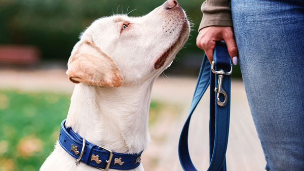 How to Train Your Dog to Use a Hands-Free Leash