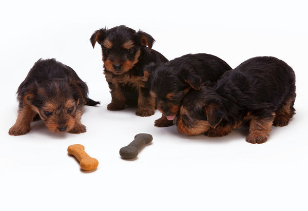 dog treats and puppies