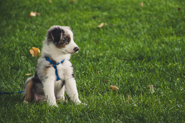 the buddy system hands free dog leash