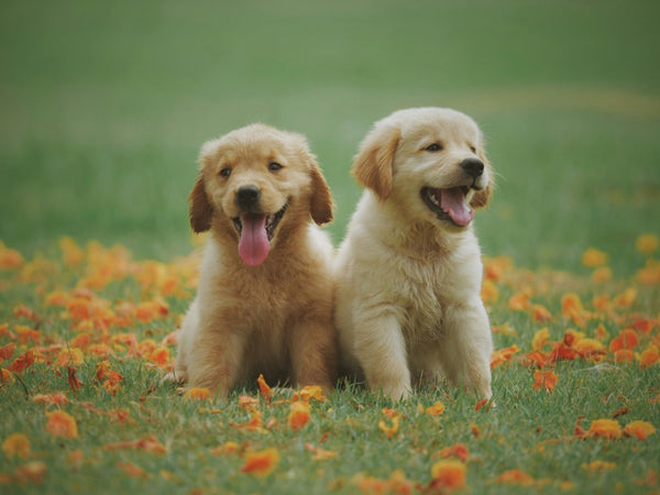 Top 100 Unique Dog Names for Your One-of-a-Kind Pup