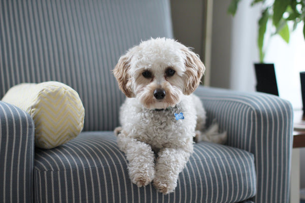 To Leash or Not to Leash? Exploring the Debate of Indoor Puppy Leashing