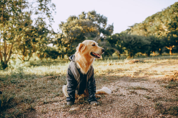 Why Should You Invest in Cute Dog Clothes