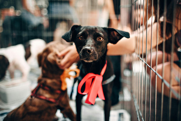 Thinking About Adopting a Pet? What to Know Before You Visit the Shelter