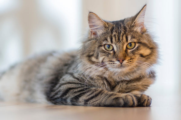 The Top 10 Most Beautiful Cat Breeds