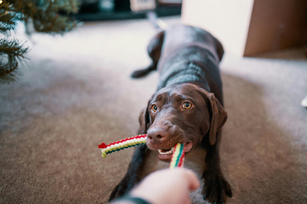 Meeting a Dog's Needs vs. Wants: Finding the Balance