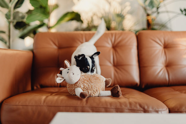 Last Minute Christmas Gifts for Your Dog