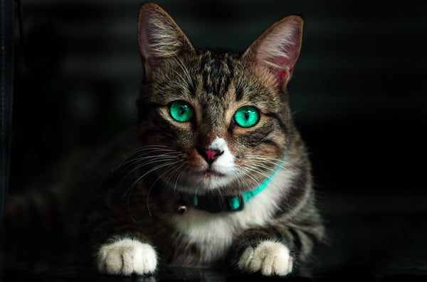 Graceful Aging: A Comprehensive Guide to Caring for Senior Cats