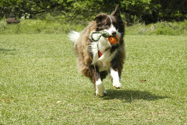 Can You Boost Your Dog’s Intelligence? Training Tips for a Smarter Pup