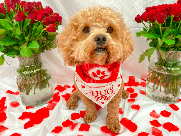Love Languages for Pets: How to Show Your Dog or Cat You Care