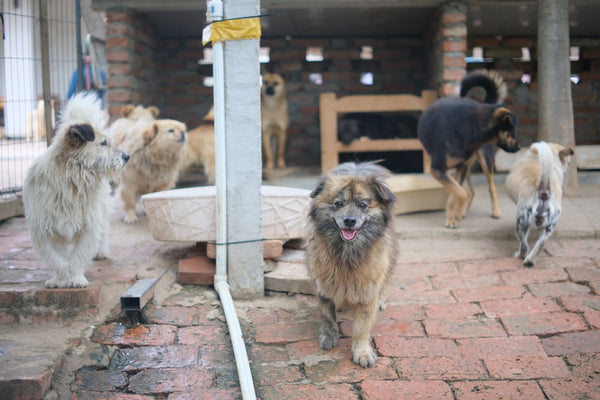 Why You Should Adopt a Dog From a Shelter