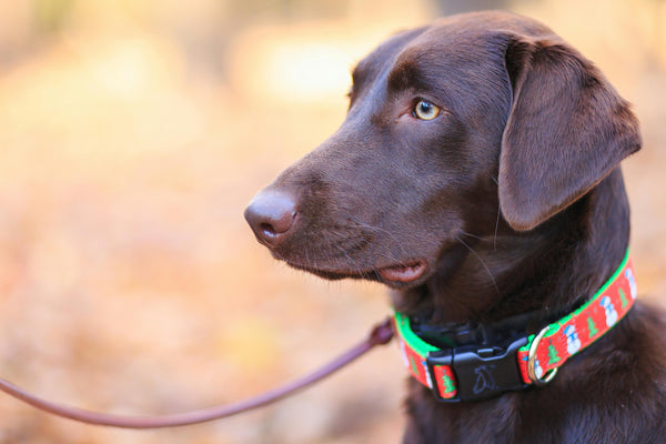Dog Leash Safety: Ensuring Secure and Enjoyable Walks with Your Canine Companion