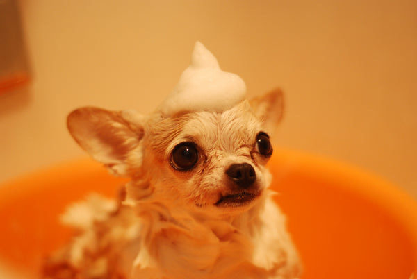 10 Best Dog Spas in the USA