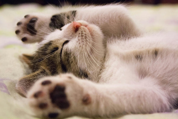 Indoor vs. Outdoor Cats: How Lifestyle Choices Affect Care, Interaction, and Welfare