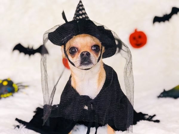 halloween costume for dog, the buddy system