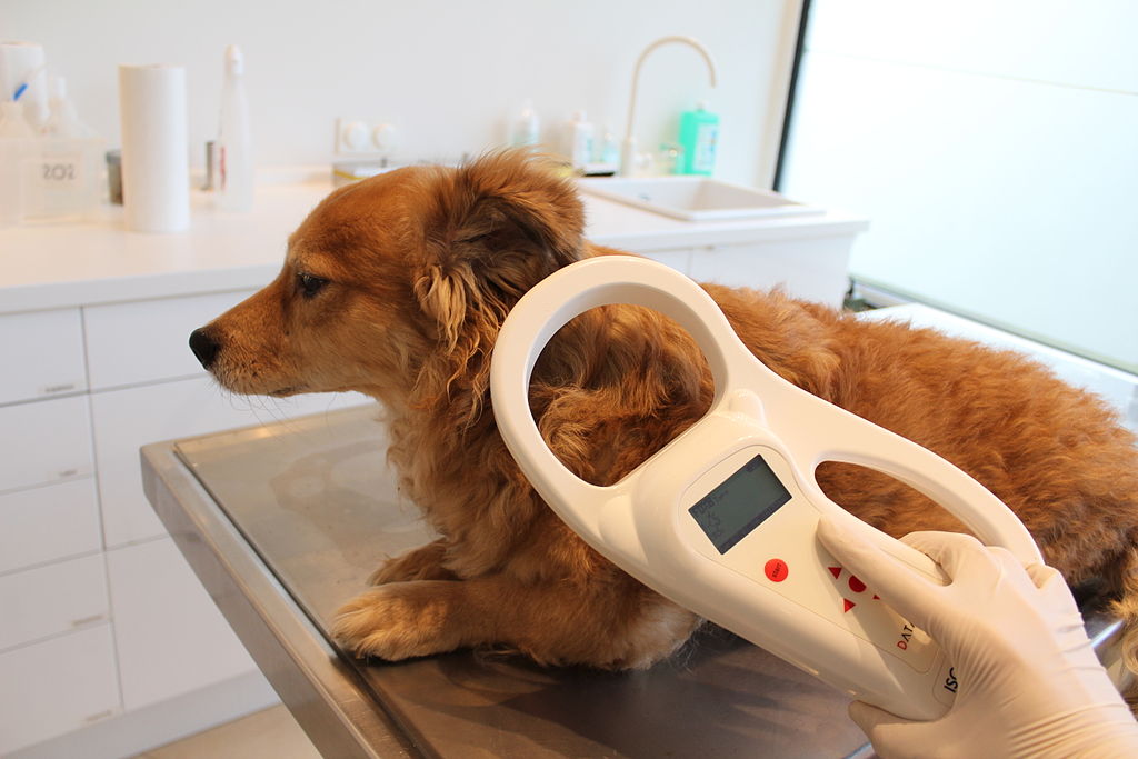 The Essential Guide to Microchipping Your Dog