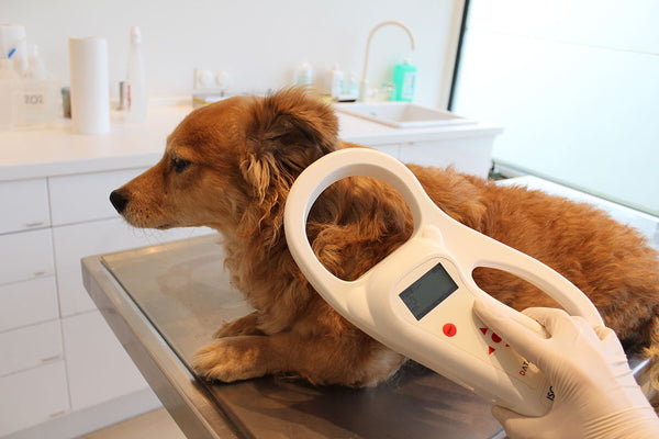 The Essential Guide to Microchipping Your Dog