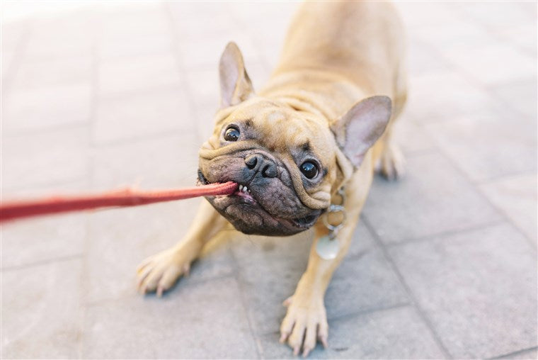 Old Trainer: My Adopted Dog Is Tough to Train, What Should I Do?