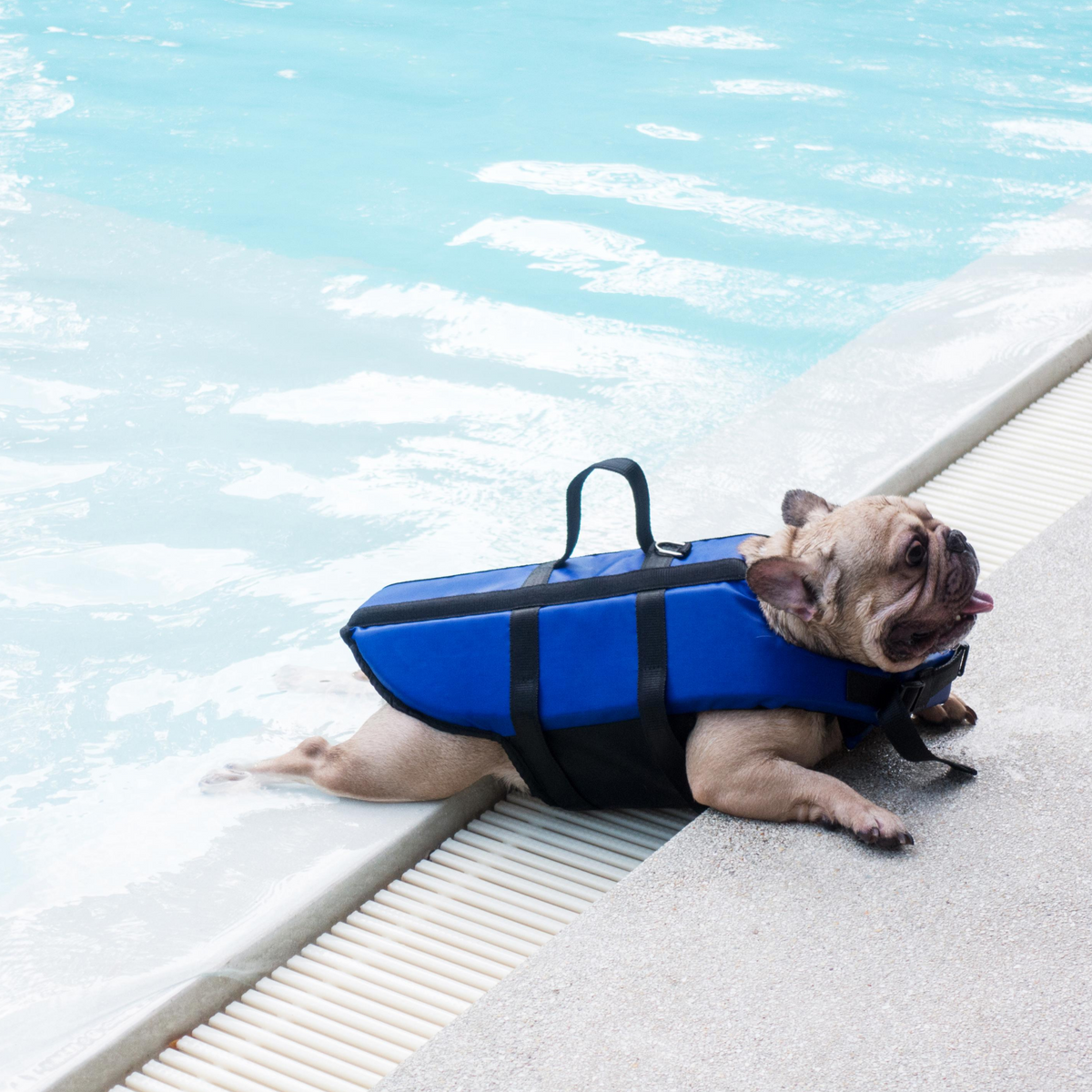Summertime Swimming With Your Dogs