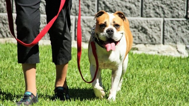 Are Dog Training Classes Worth the Money?