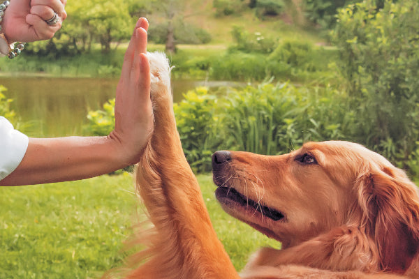 Dog Training Accessories: Sticks, Whistles, Treats & More to Train Your Pet