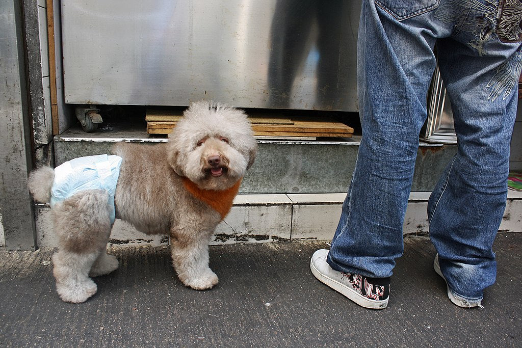 Are Doggie Diapers a Good Idea?