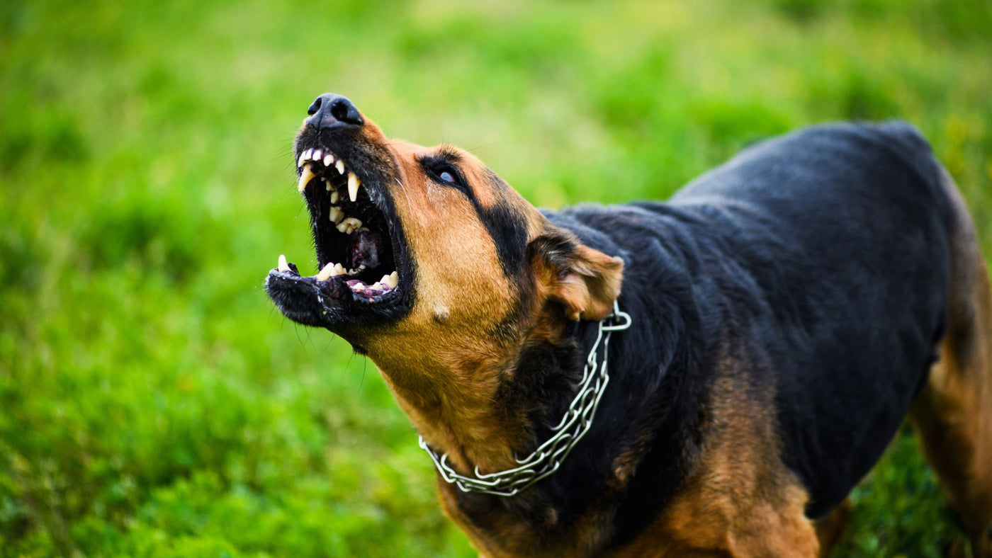 Why Dogs Bite and How to Prevent It