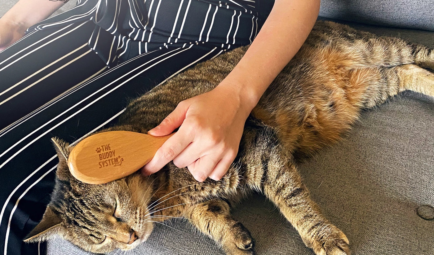 Person brushing cat's fur using The Buddy System Cat Brush