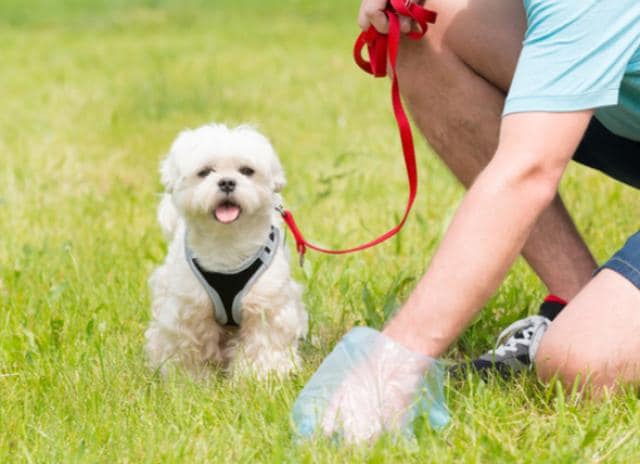 6 Eco-Friendly Dog Training Tips You Should Start Doing
