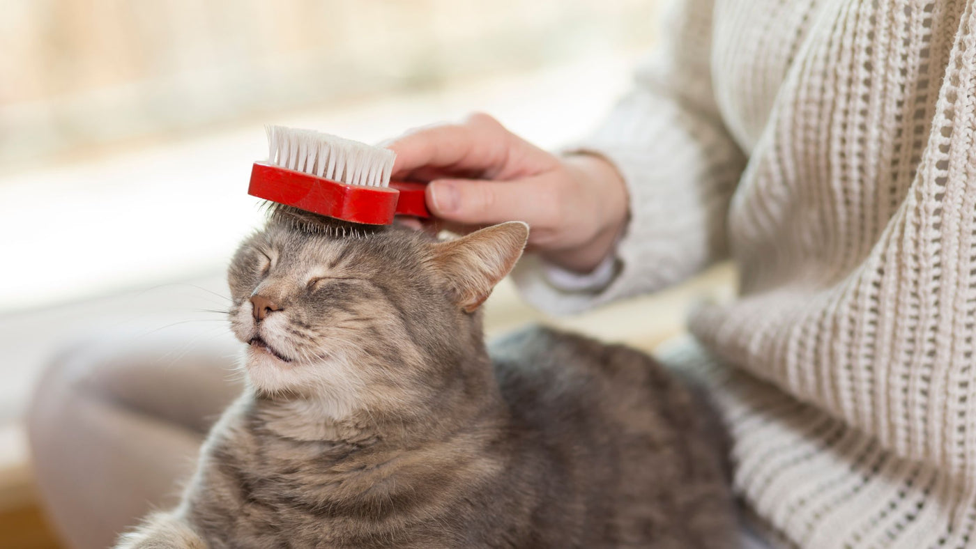 Top 3 Pet Brushes for Shedding Dogs and Cats in 2023