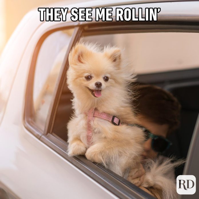 10 Furry Funny Dog Memes