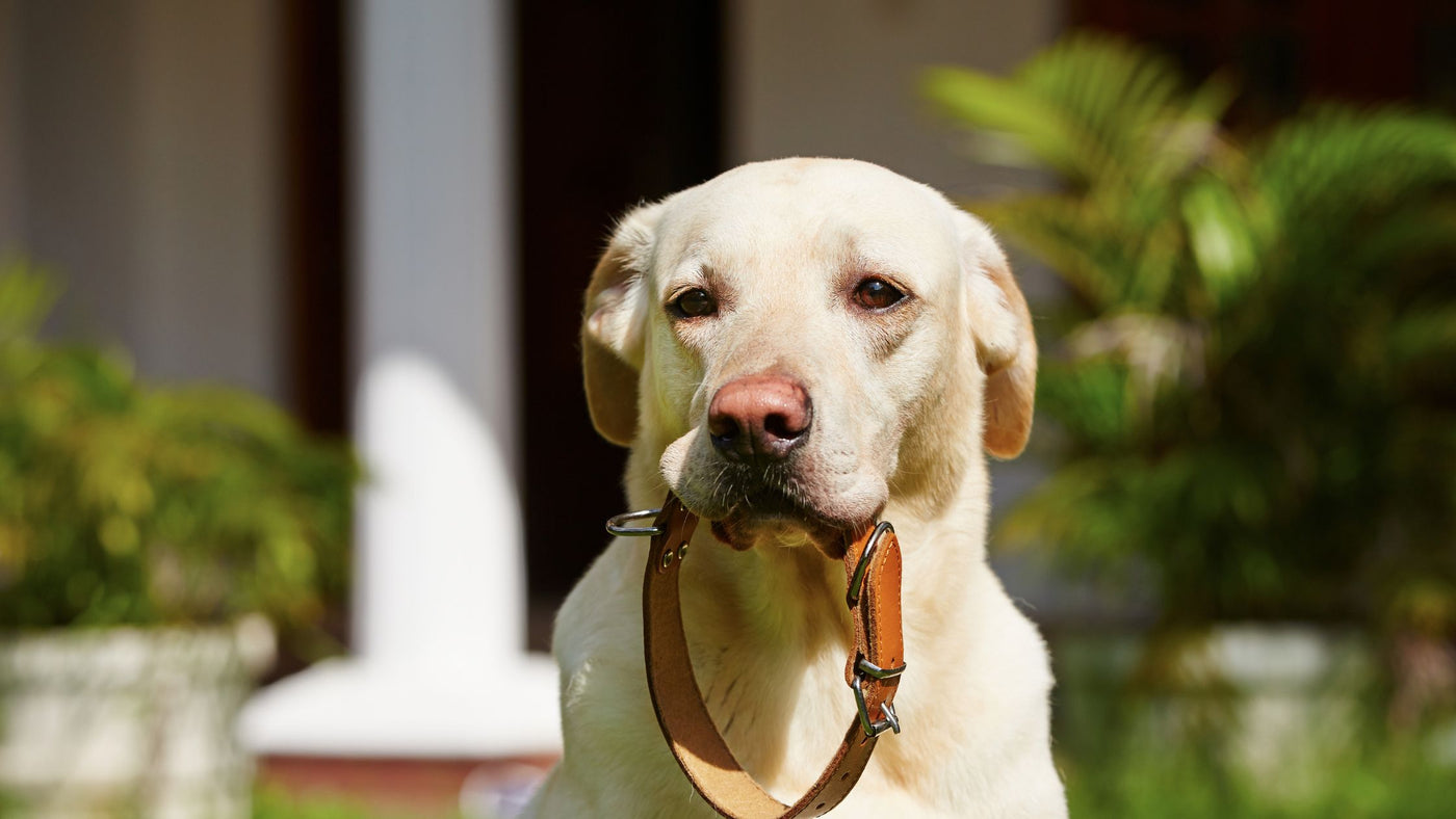 Why Every Dog Owner Needs a Smart Collar and GPS Tracker