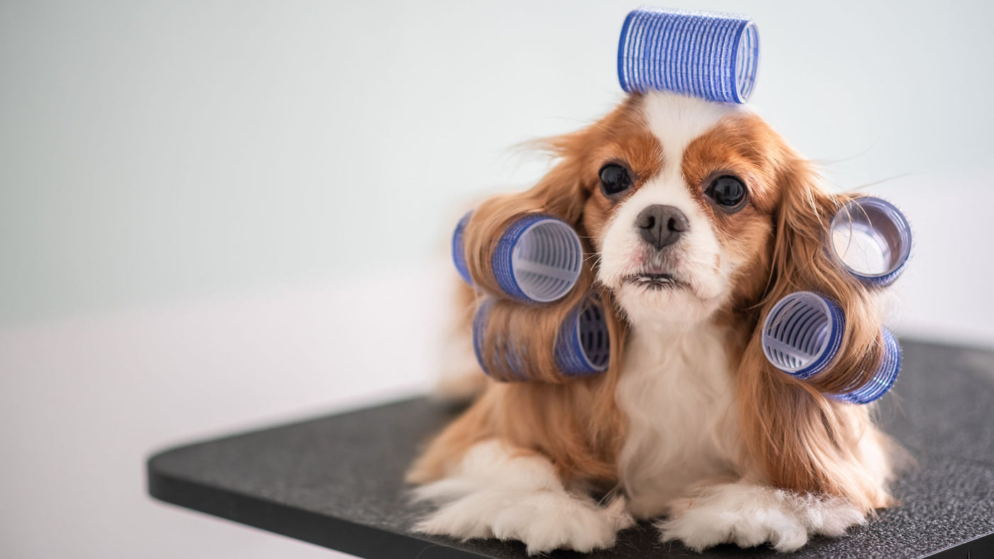 Why Dog Grooming Is Important