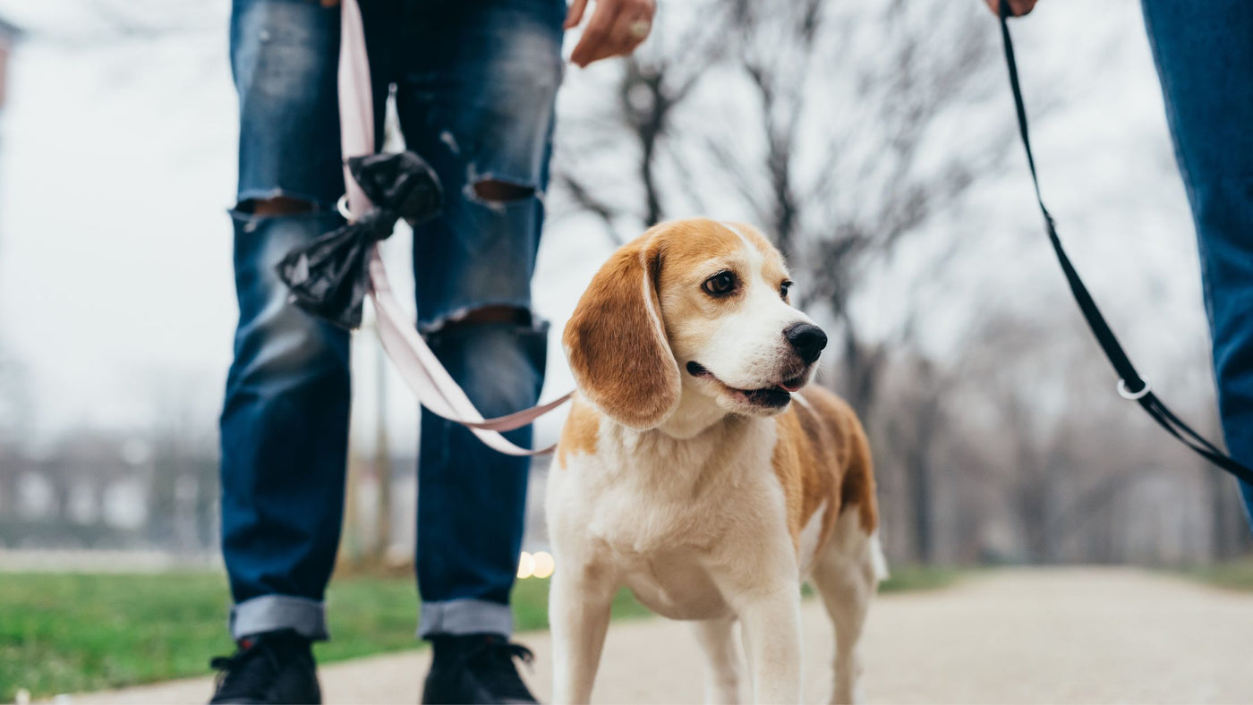 Dog Lunging on a Leash: Why and How To Manage Them