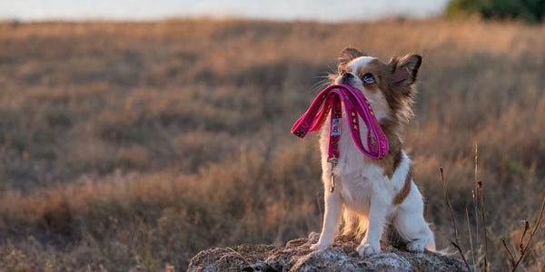 4 Must-Have Features of a Waist Belt Bag for Dog Owners