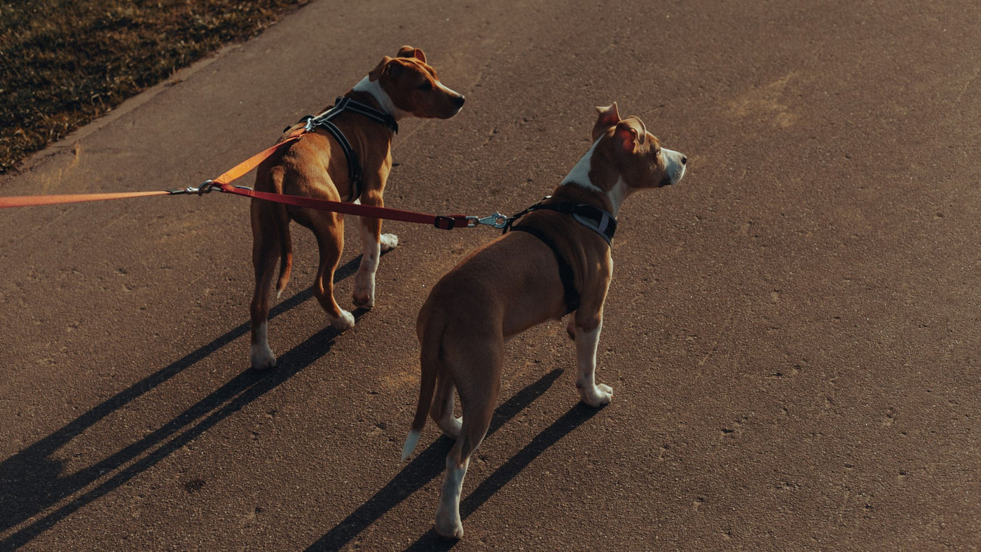 Reap the Rewards: The Benefits of a Double Dog Leash