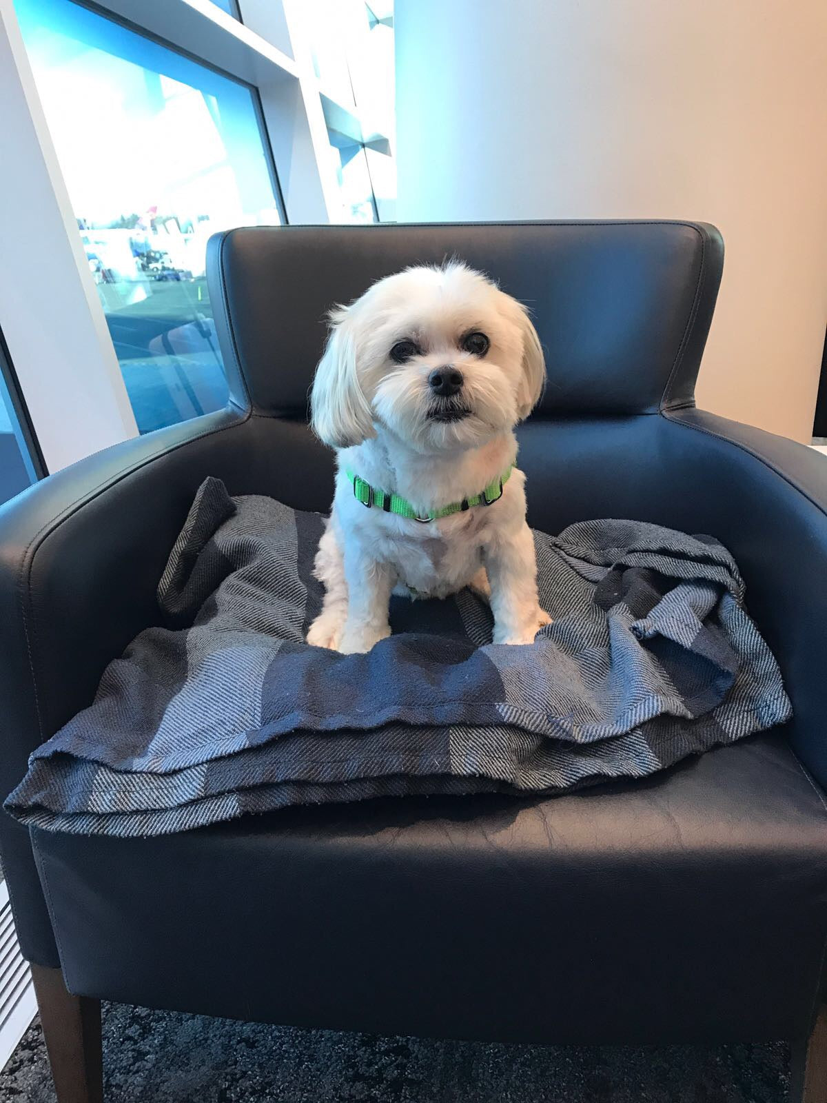 The Ultimate Checklist For Traveling With Your Dog
