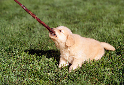 All About Dogs: With Puppies, Stay Patient With Hands Free Dog Leash