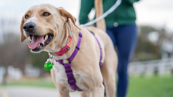 Top 3 Benefits of Using a Retractable Dog Leash