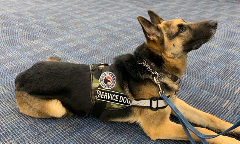 service dog with leash