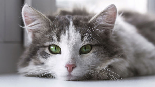 The 4 Best Cat Breeds for Families