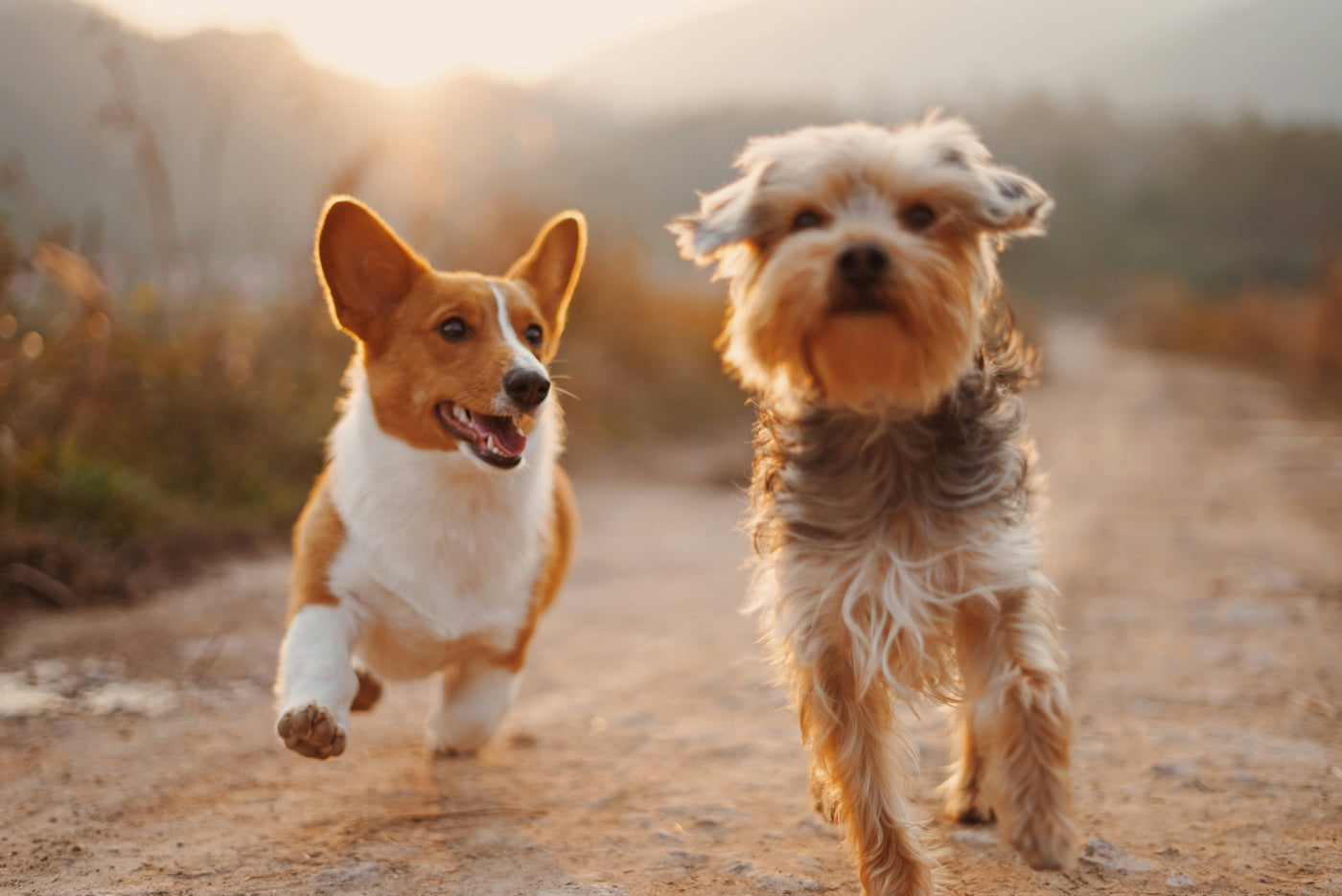 The Science of Puppy Socialization: How Early Experiences Shape Adult Dog Behavior