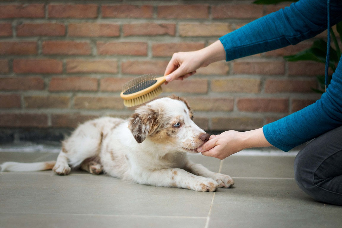Benefits of Brushing Your Dog's Coat