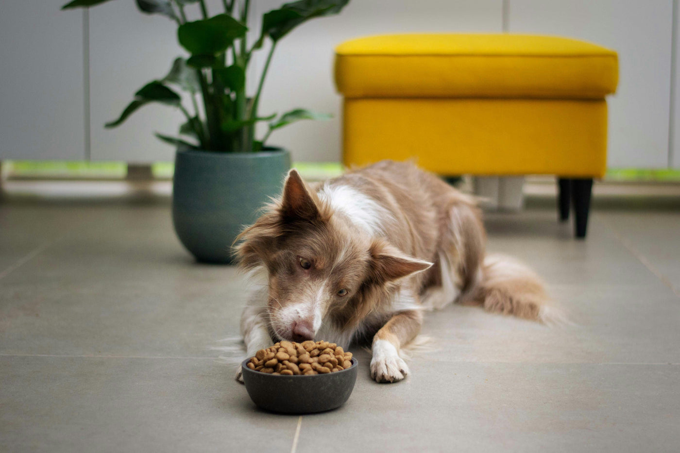 Kibble vs. Raw: What Really Happens Inside Your Dog’s Body