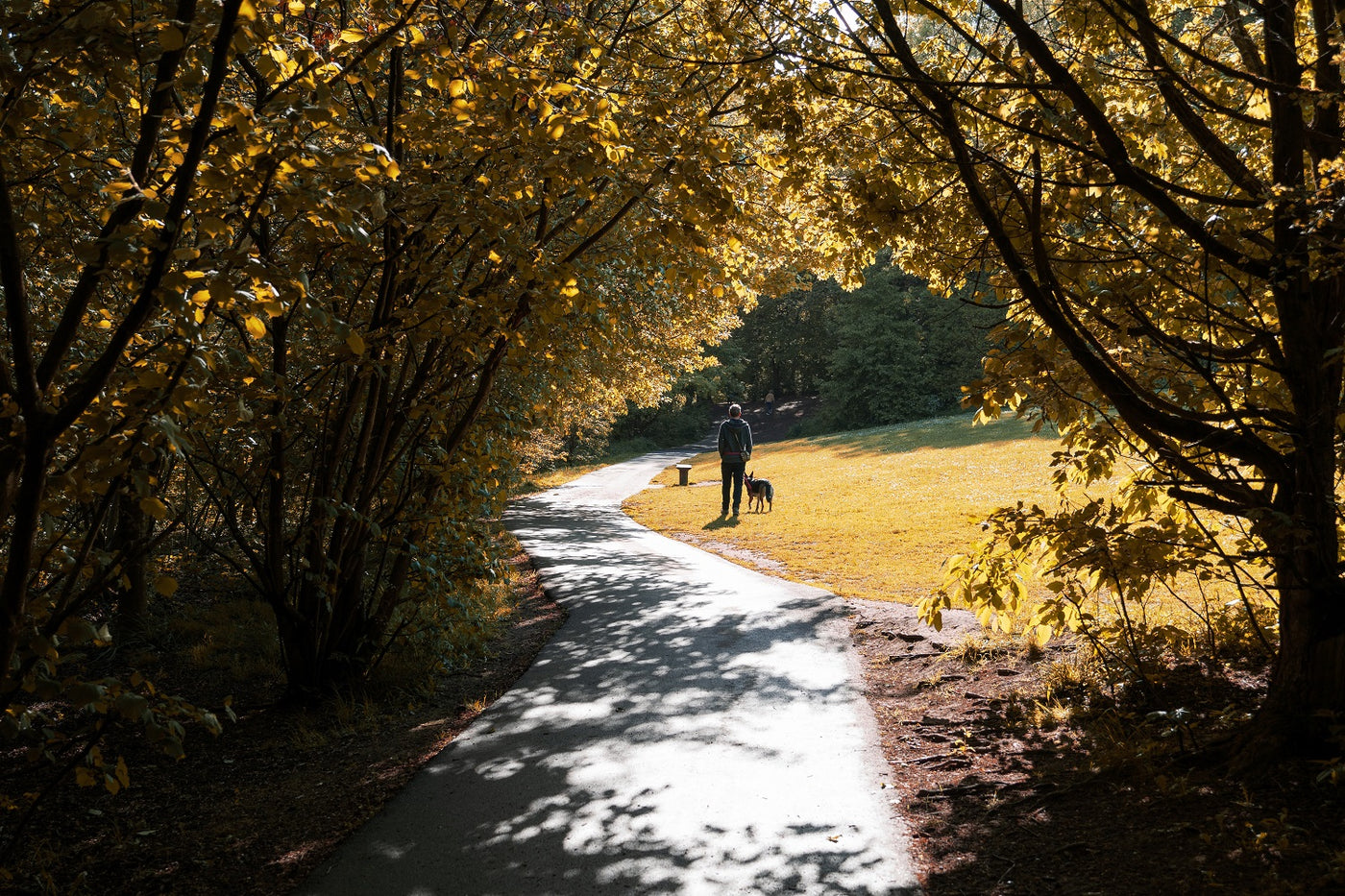 5 Ways To Have A Great Exercise With Your Dog